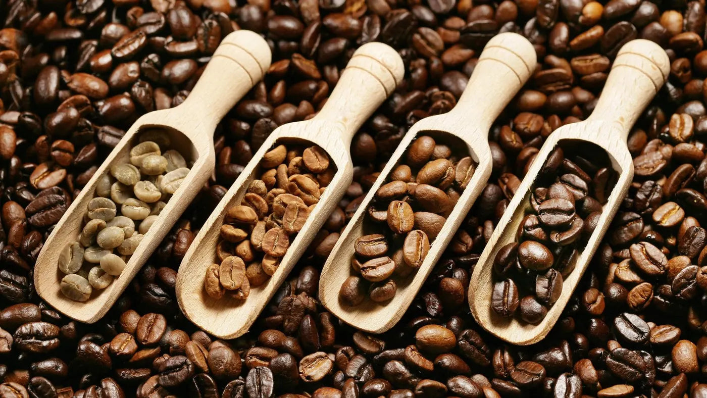 Four scoops of coffee from green to dark roast